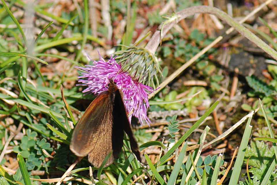 Erebia scura da  illuminare